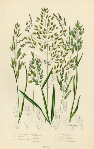 1899 poa stampa - poa,