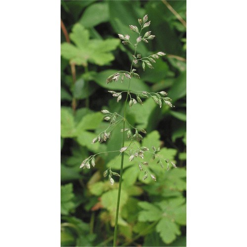 Wiesenrispe poa pratensis 25kg - wiesenrispe,