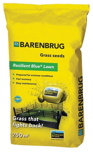 Barenbrug resilient blue - blue, lawn